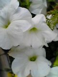 img20050610_4.jpg