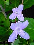 img20050610_1.jpg
