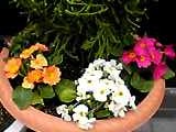 img20050307.jpg