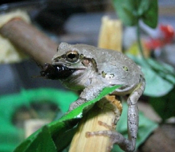 cap0154.jpg