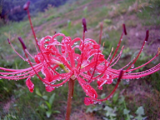 p9300025_1.jpg