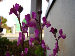 p1270007.jpg