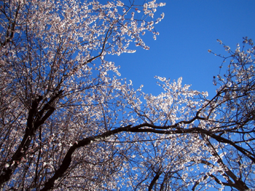 sakura.jpg