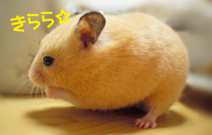 kirara.jpg