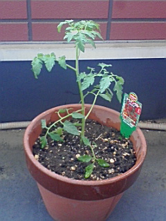 img20090519.jpg