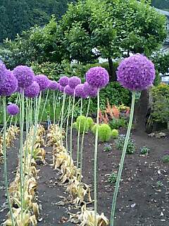 img20070622_3.jpg