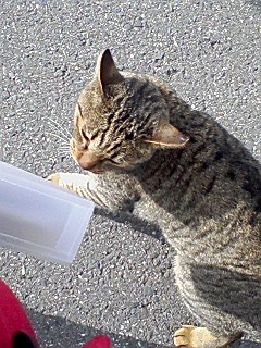 img20090106_2.jpg
