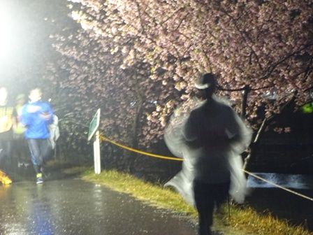 夜桜2016②