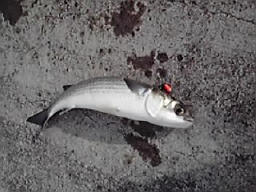 img20100115_1.jpg