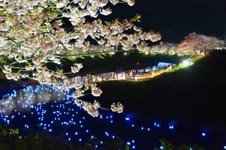 夜桜流れ星 黒田① s