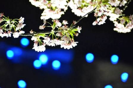 夜桜流れ星 黒田③s