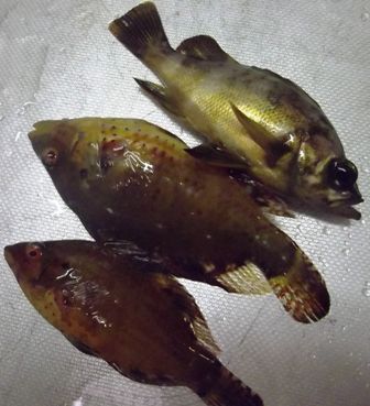 小稲湾 2日目