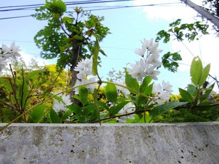 わからない花