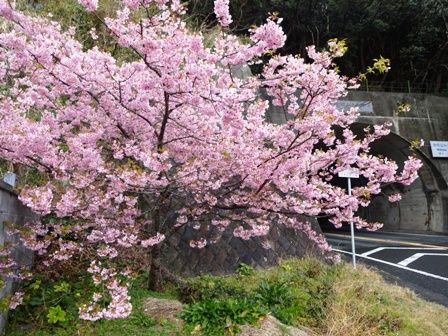 こいな 河津桜