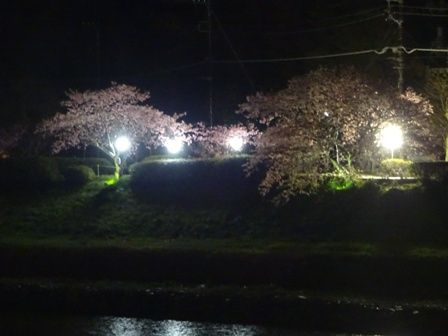 夜桜2016 ①