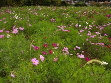 出会い橋のコスモス