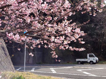 コドトラとさくら