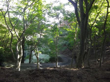 自然公園 道
