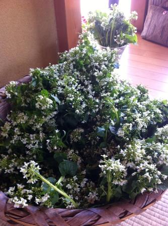 わさびの花