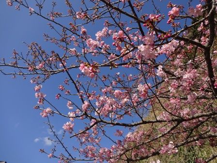 弥陀トンネルの桜②