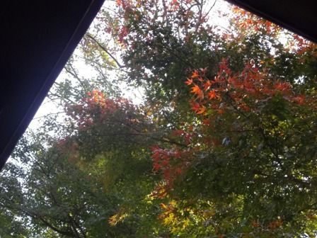 自然公園 ちょっとだけ紅葉