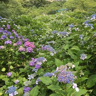 紫陽花群生2