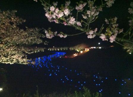 夜桜流れ星
