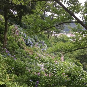 紫陽花群生1