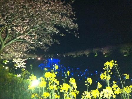 夜桜流れ星 菜の花