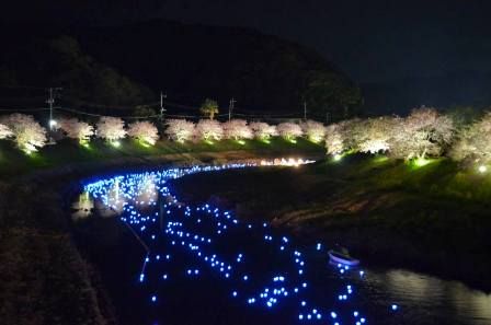 夜桜流れ星 黒田②s