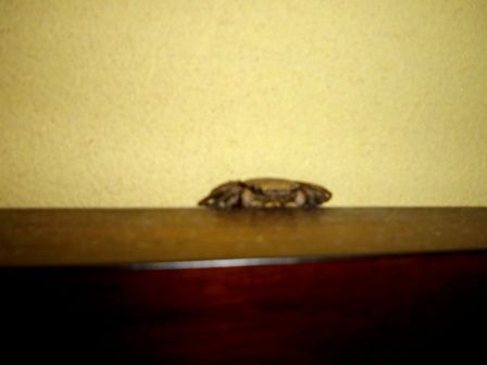 かに