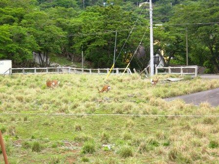 鹿の放牧場ではありません(笑)