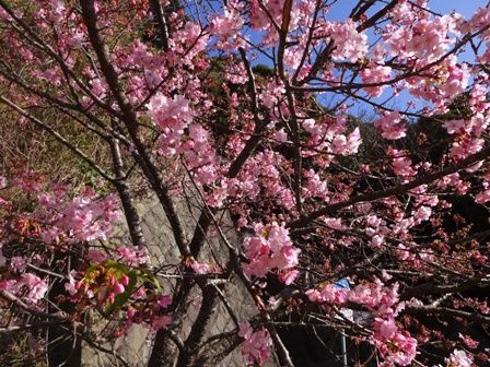 弥陀トンネルの桜①