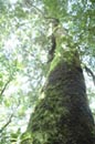 s-tree.jpg