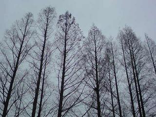 img20090204_3.jpg