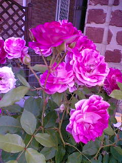 06-05-31_07-48.jpg