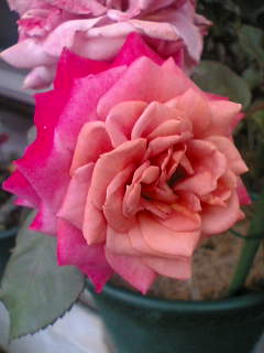 img20060526.jpg