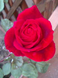 img20060529.jpg