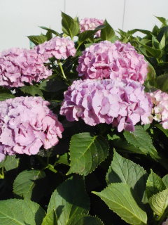 img20080624_1.jpg