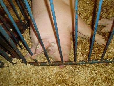 img20090831_4.jpg