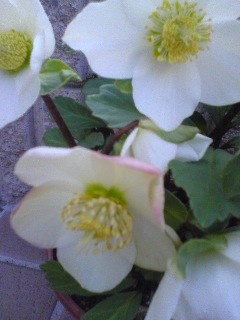 img20090125.jpg