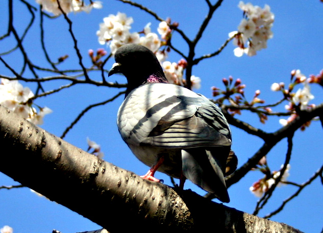 hato.jpg