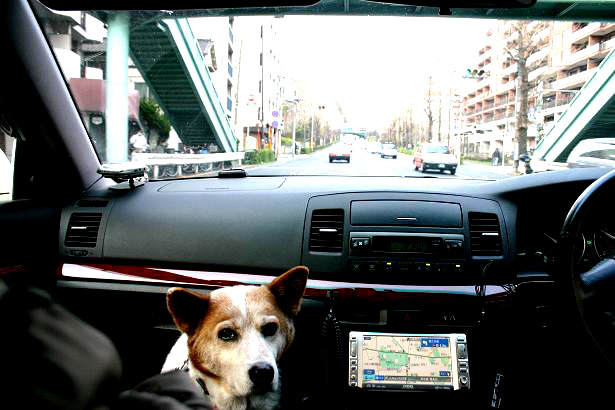 img20080325_7.jpg
