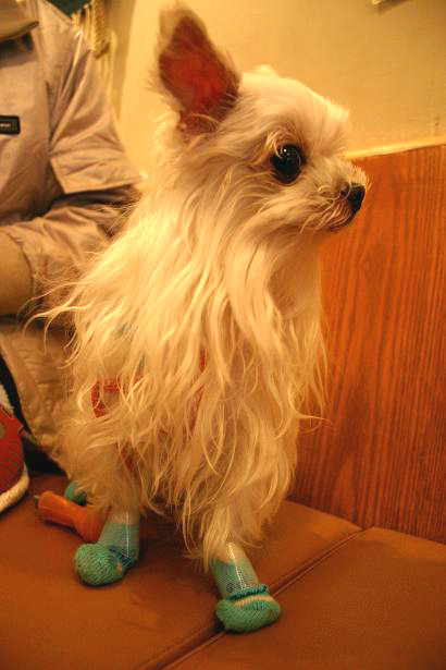 img20080401_7.jpg