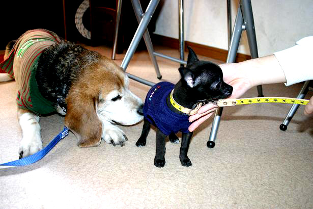 img20080325_3.jpg