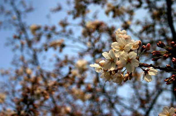 img20080324_2.jpg