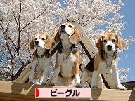 img20080324_6.jpg