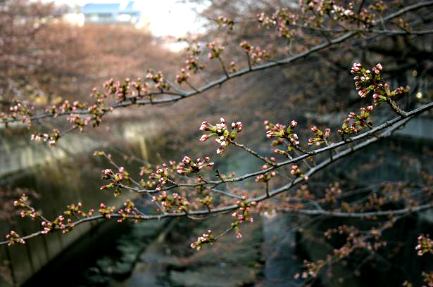 img20080324.jpg