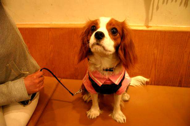 img20080401_6.jpg