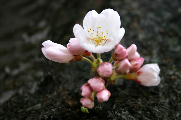 img20080327.jpg